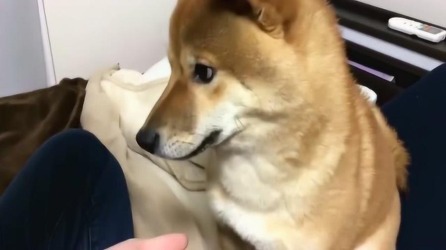 柴犬价格可能很快飙升60%的3个原因