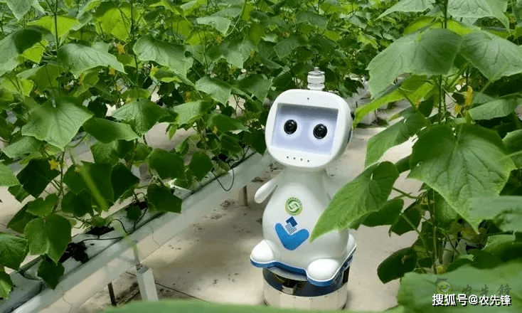 农业机器人采摘、除草及巡检的识别精度与作业效率研究
