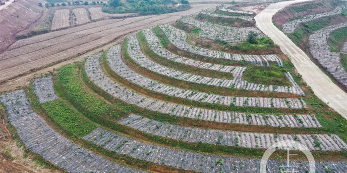 农业面源污染协同治理路径，化肥农药减量、生态补偿与监测网络建设